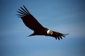 The Andean Condor / itsnature.org